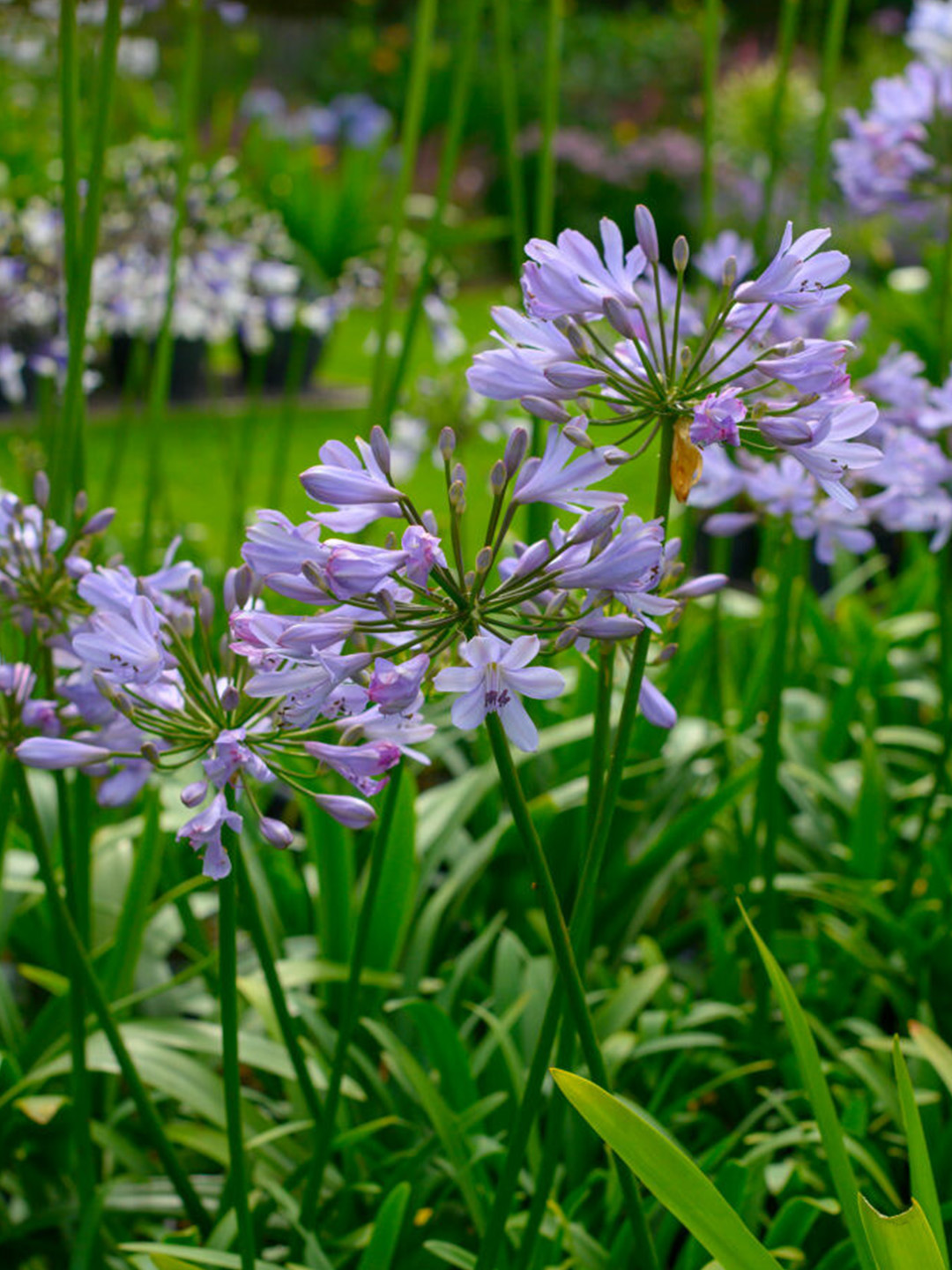 Agapanthus Lilac Flash