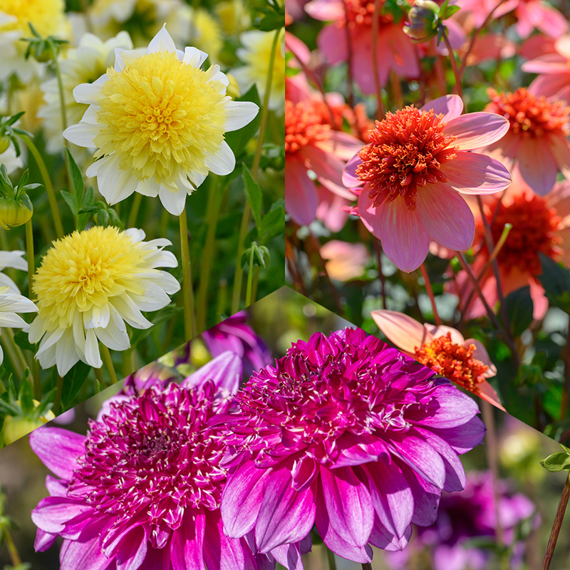 Anemonenblütige Dahlien Mischung