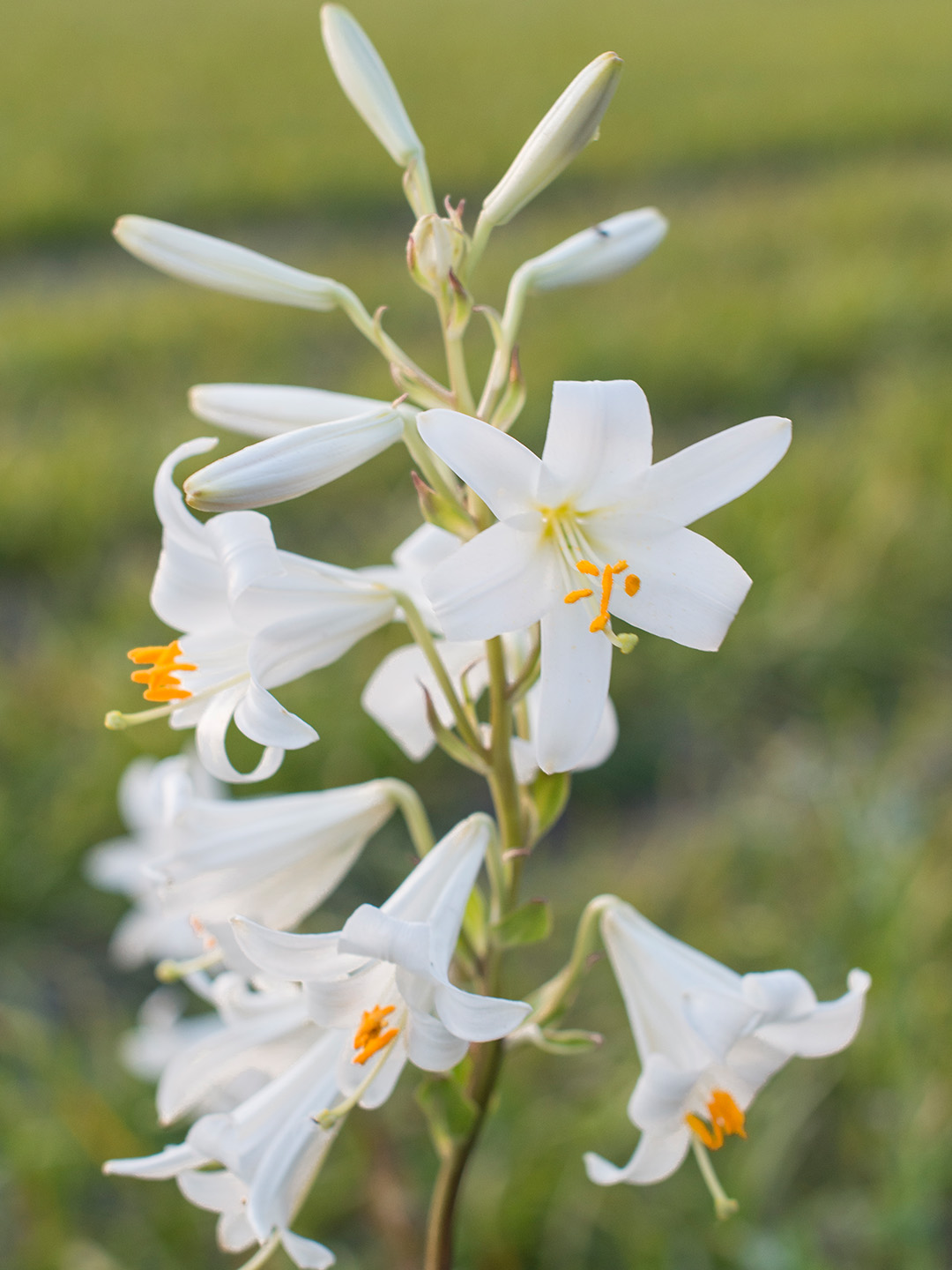 Lilium Candidum