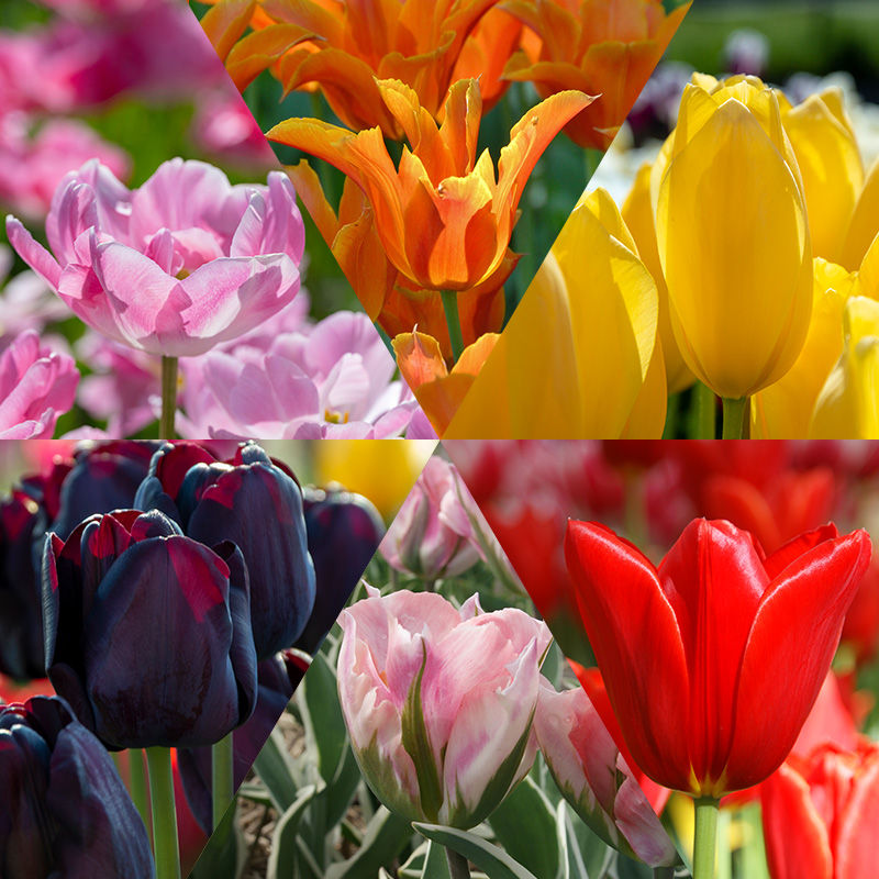 Schnittblumen Tulpenmischung "Tulip Varieties"