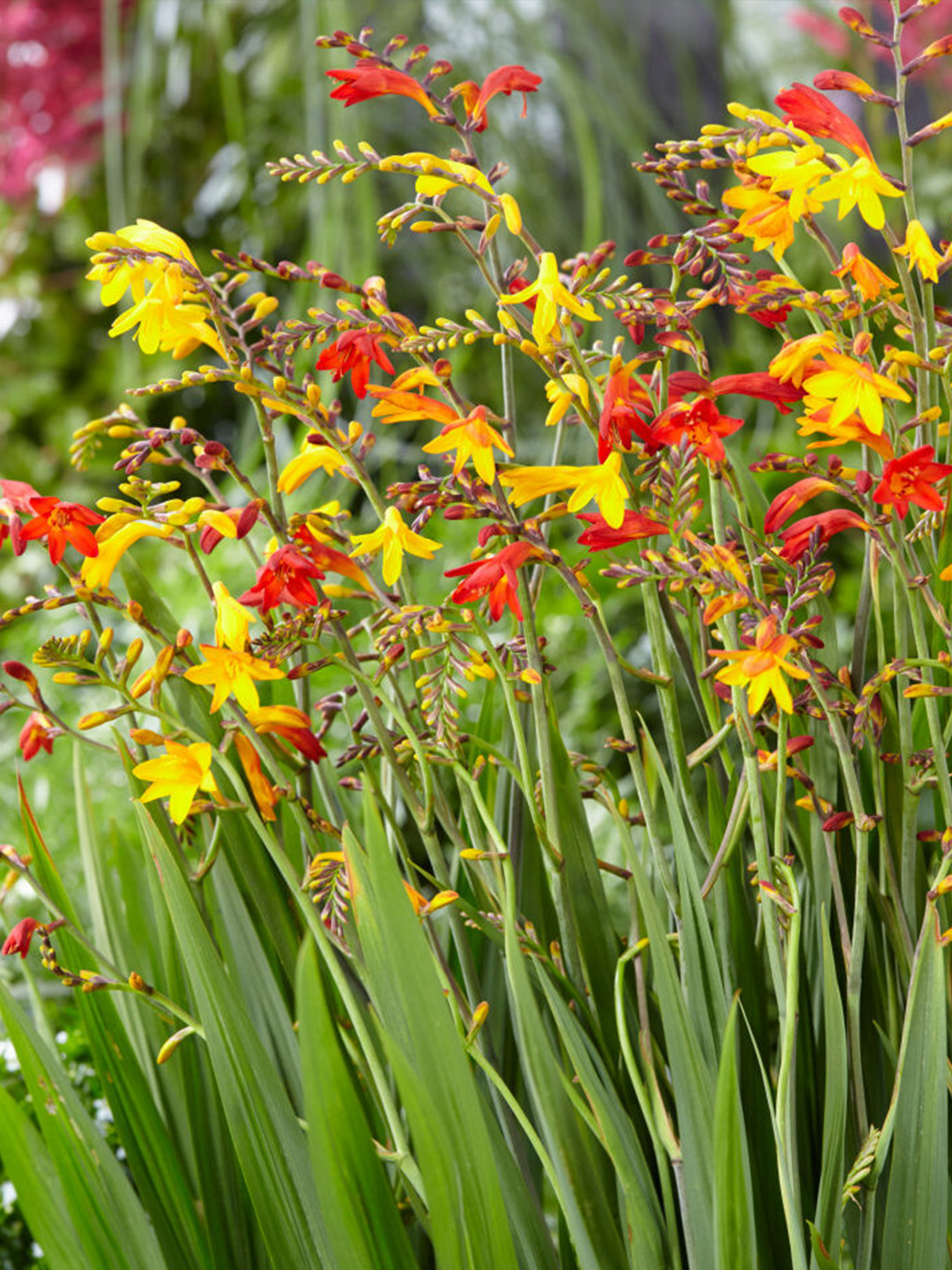 Crocosmia Großblütig Mischung