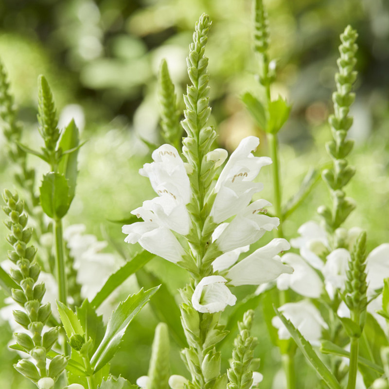 Gelenkblume (Physostegia virg.) ‘Summer Snow’