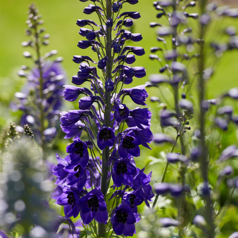 Rittersporn (Delphinium) 'Black Knight'