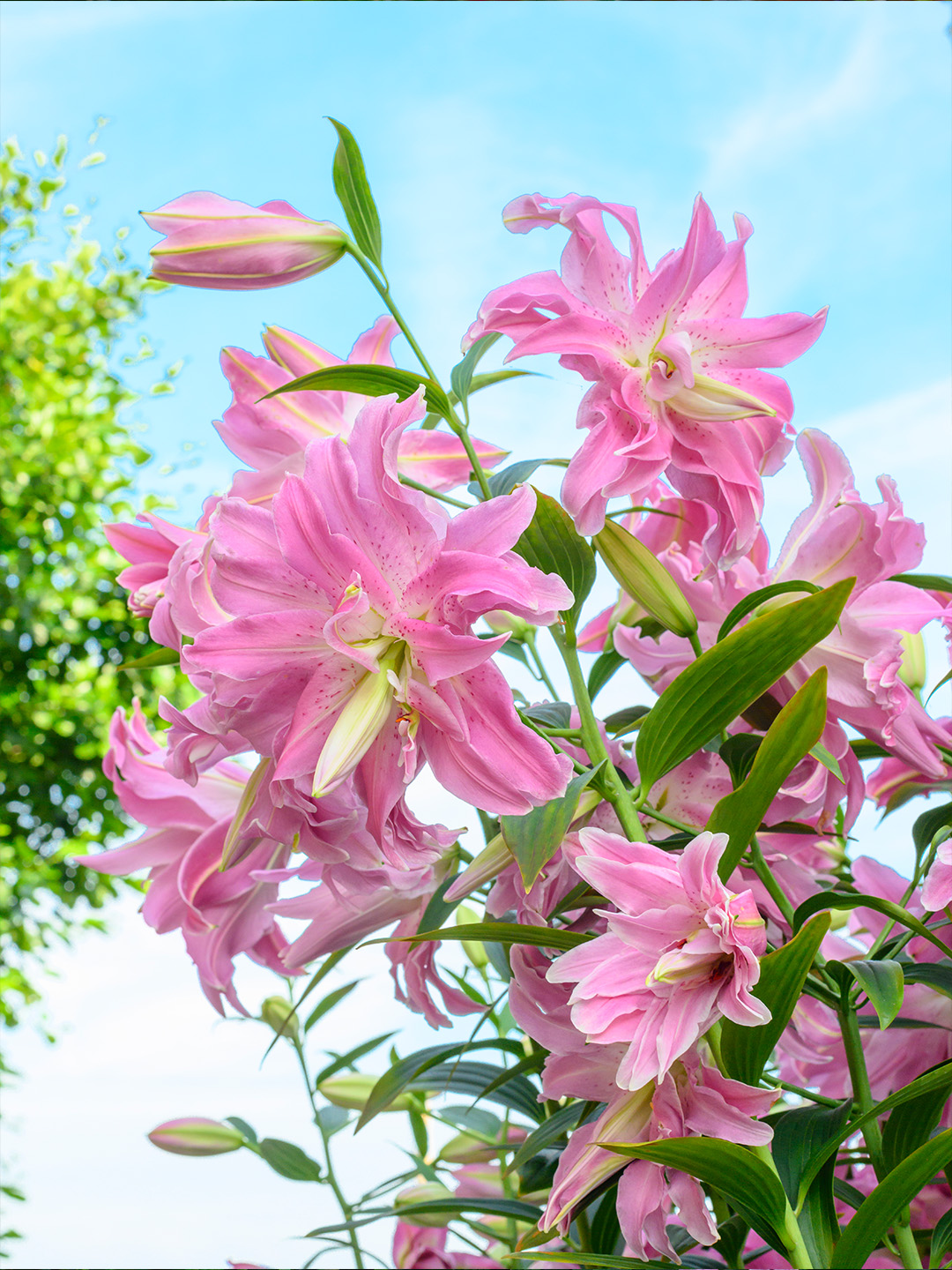 Lilium Lotus Elegance