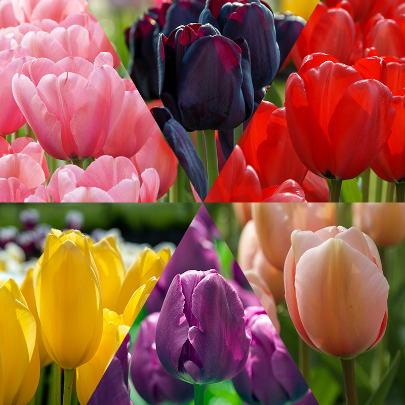 Tulpenmischung "Flower Classics"