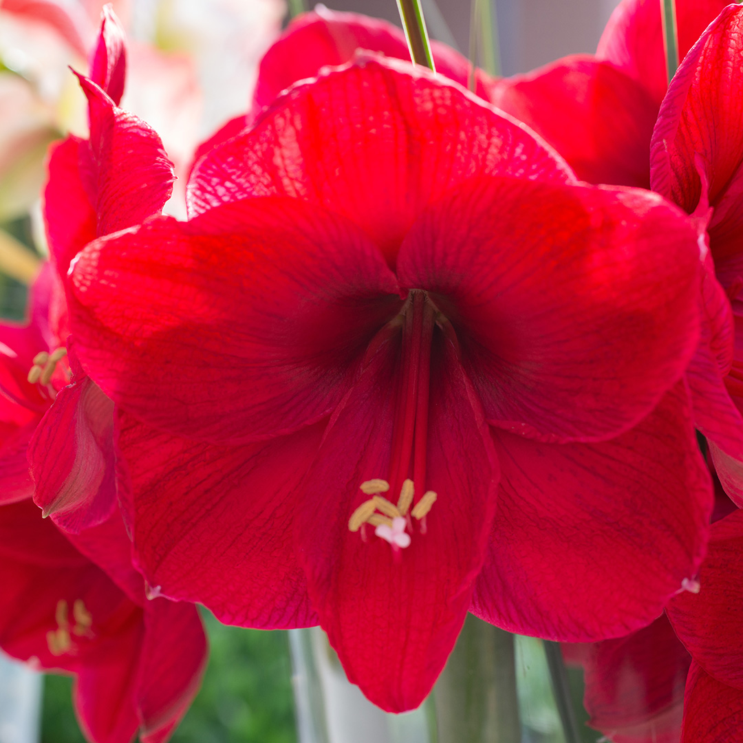 Amaryllis Lilac Favourite