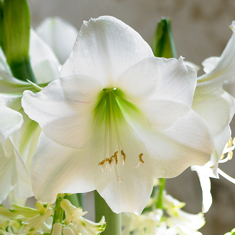 Amaryllis Mont Blanc