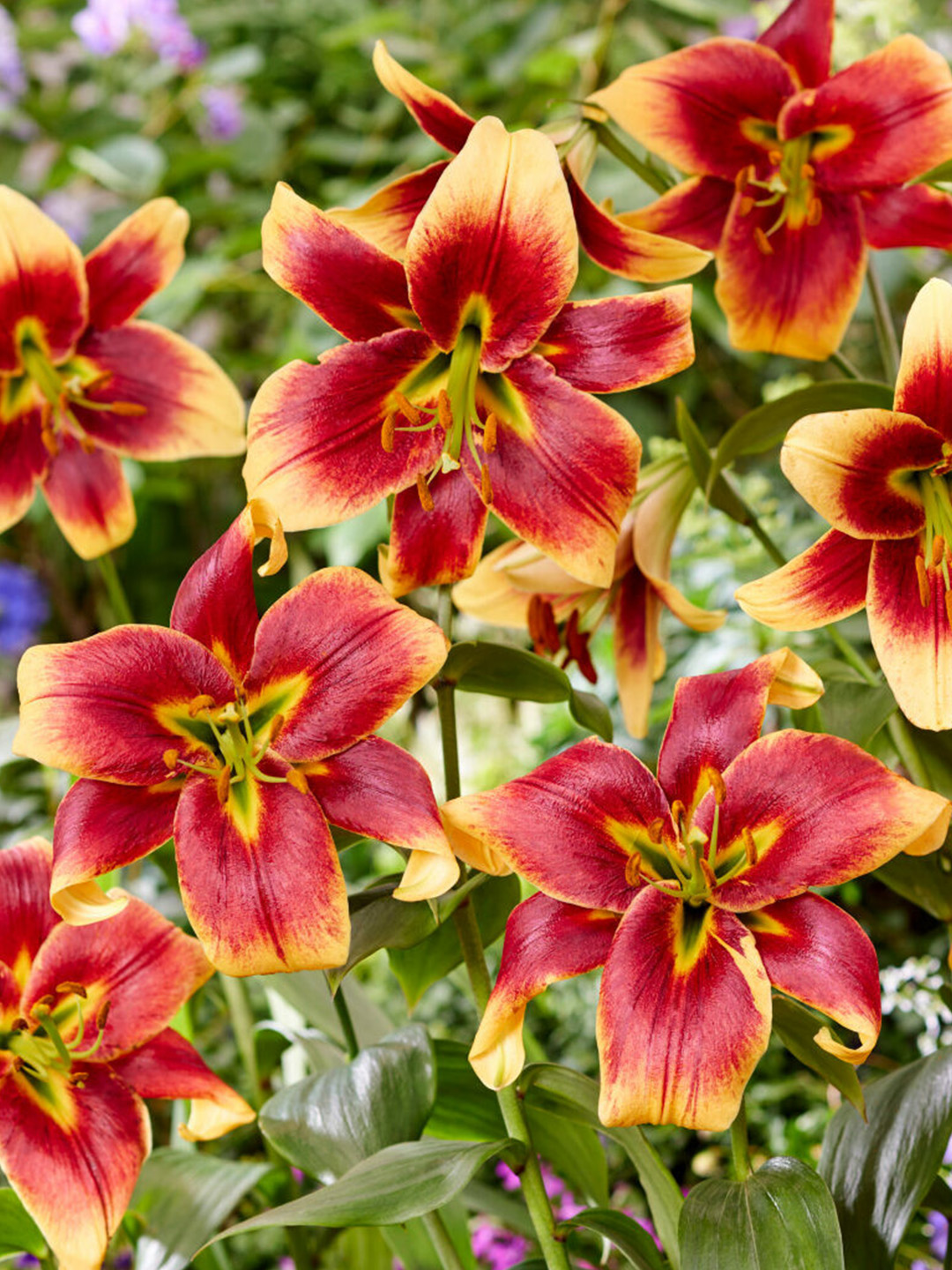 Lilium Red Morning