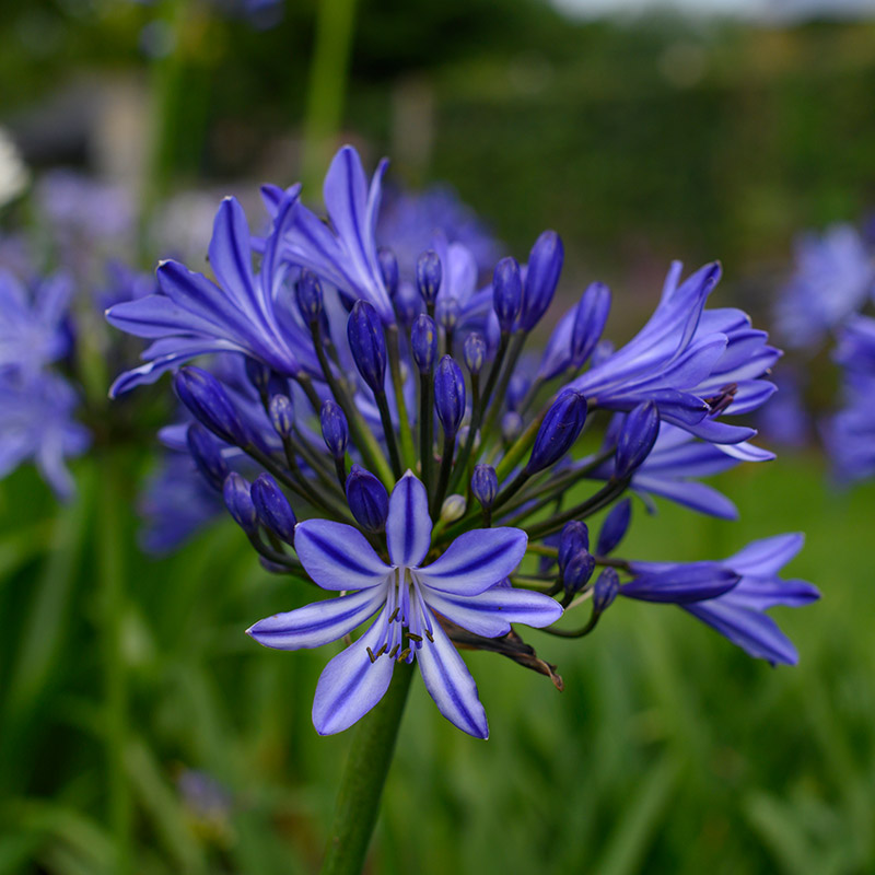 Afrikanische Schmucklilie - Agapanthus africanus