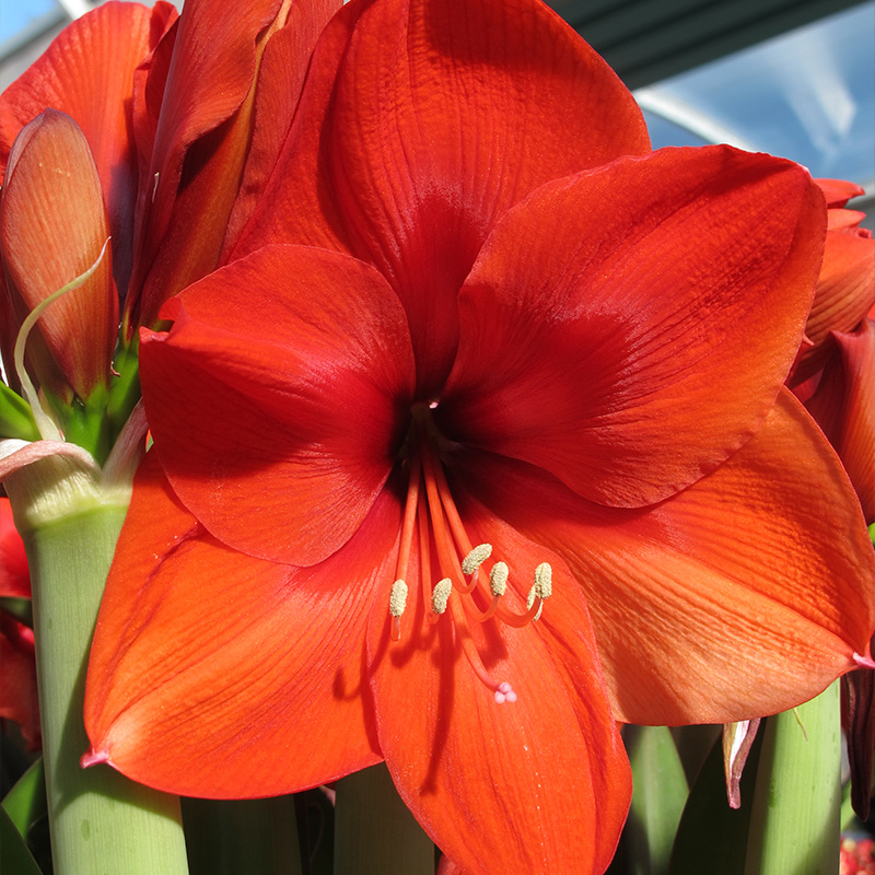 Amaryllis Naranja