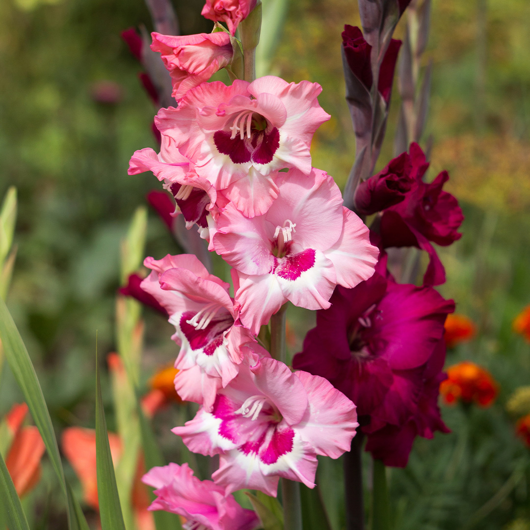 Gladiole Wine and Roses