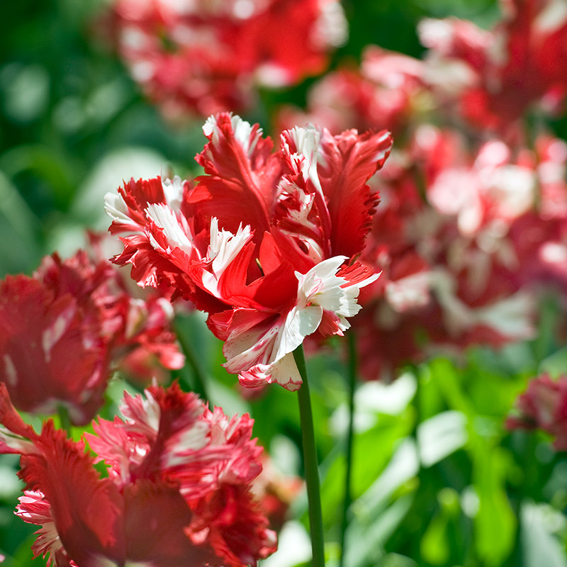 Tulpe Estella Rijnveld