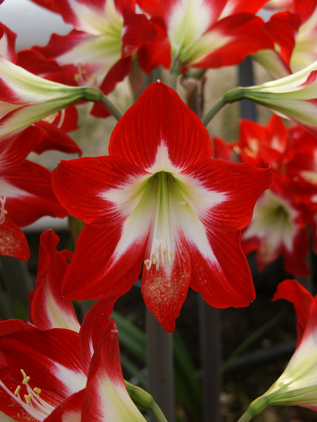 Amaryllis Très Chic