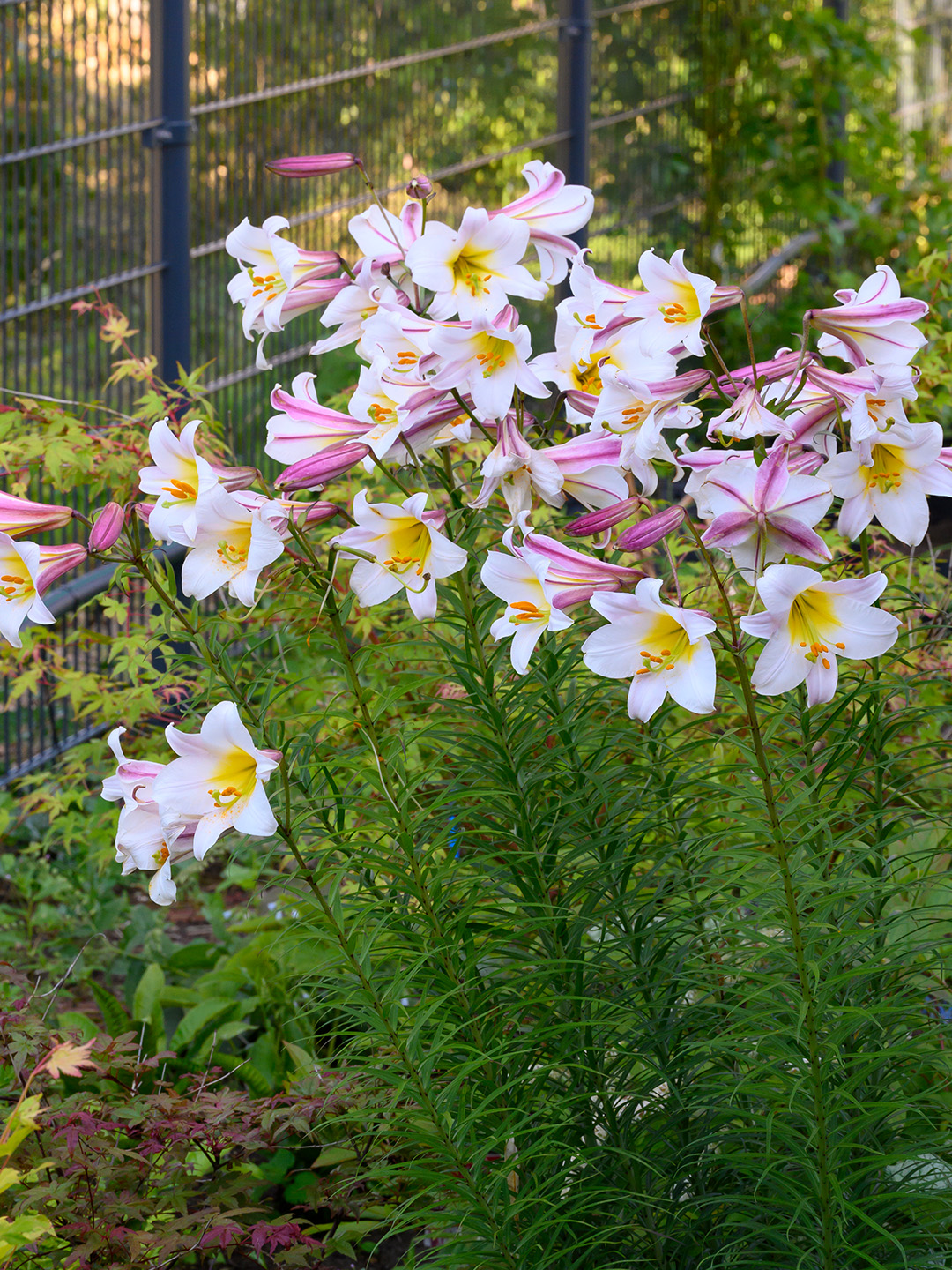 Lilium Regale