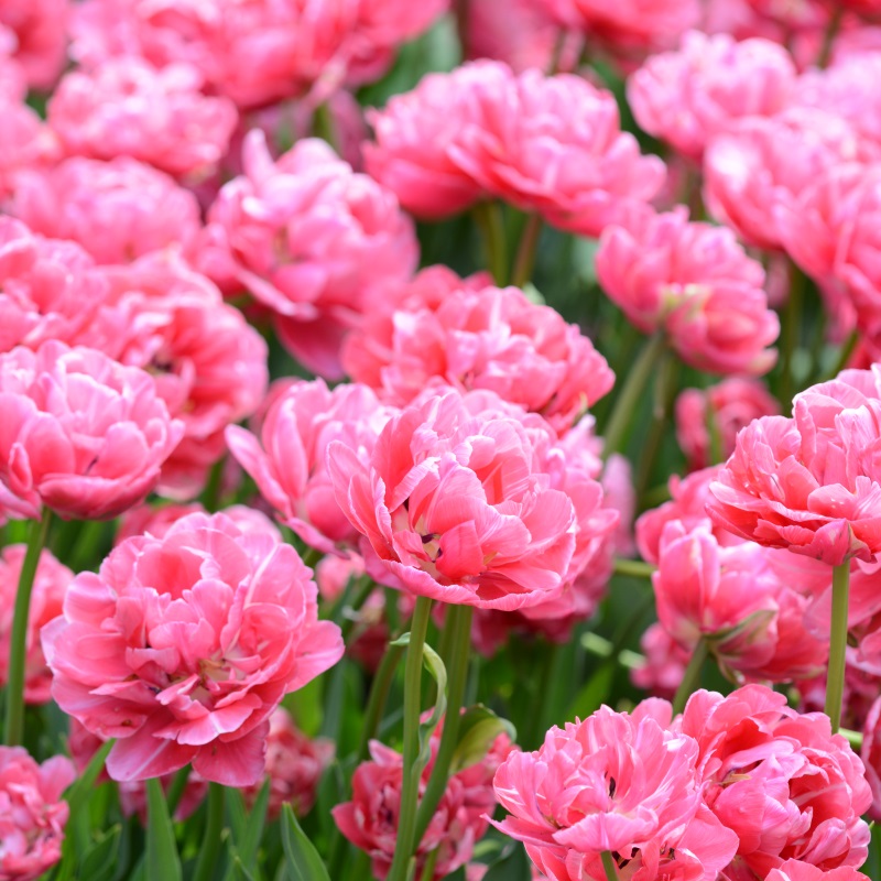 Tulipa Aveyron