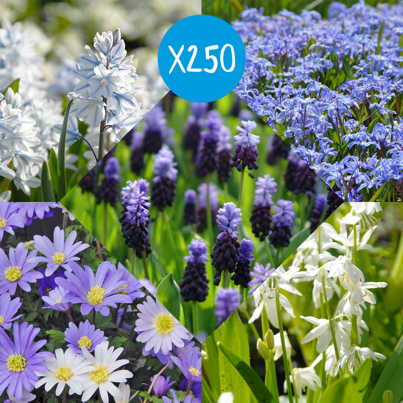 Blumenzwiebel Paket Delfter Blau, à 250