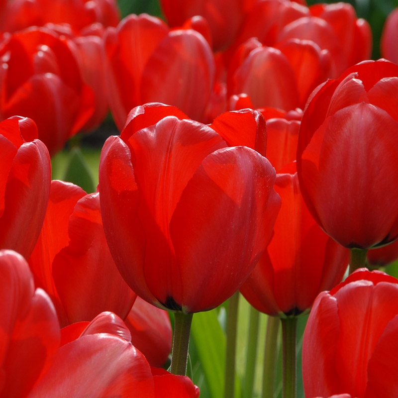  Großpackung Tulpen Red Impression®