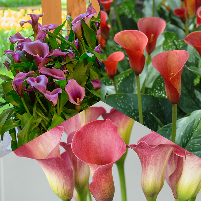 Calla Mischung “Bunter Sommer“