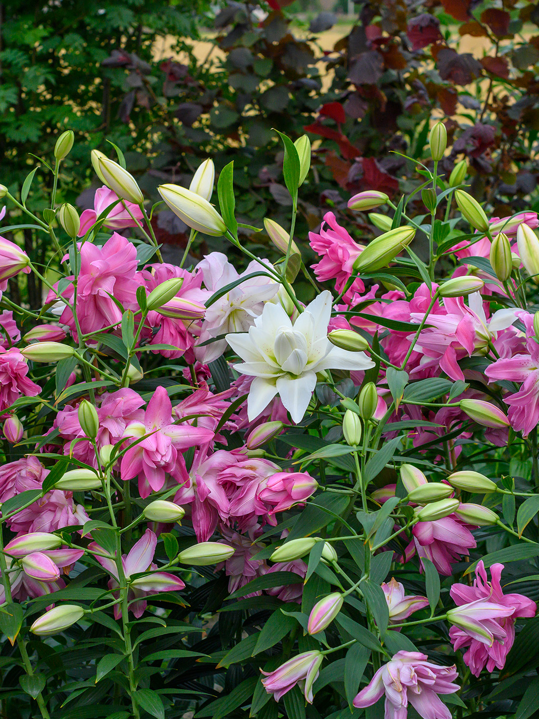 Lilium Lotus Mischung