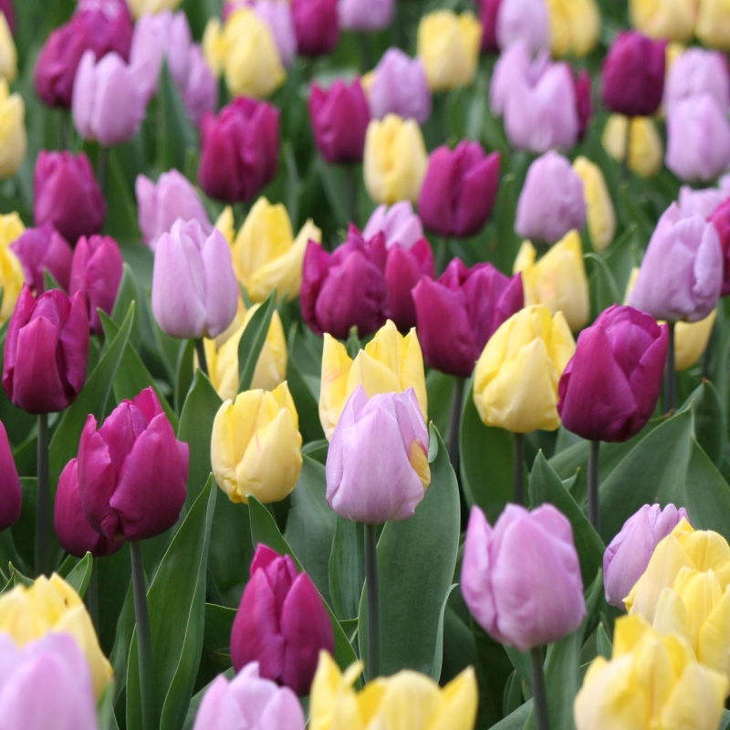 Tulpen Mittel Blühend Mischung