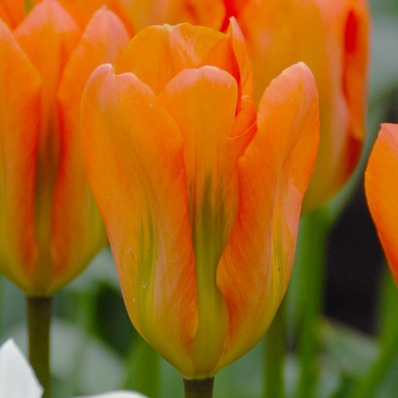 Tulpe Orange Emperor