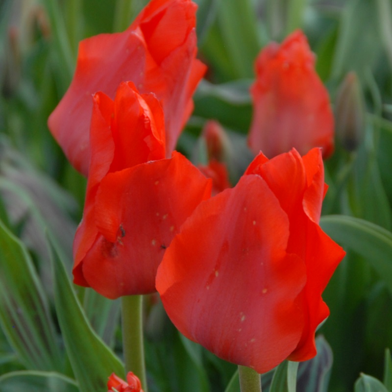 Tulpe Red Riding Hood