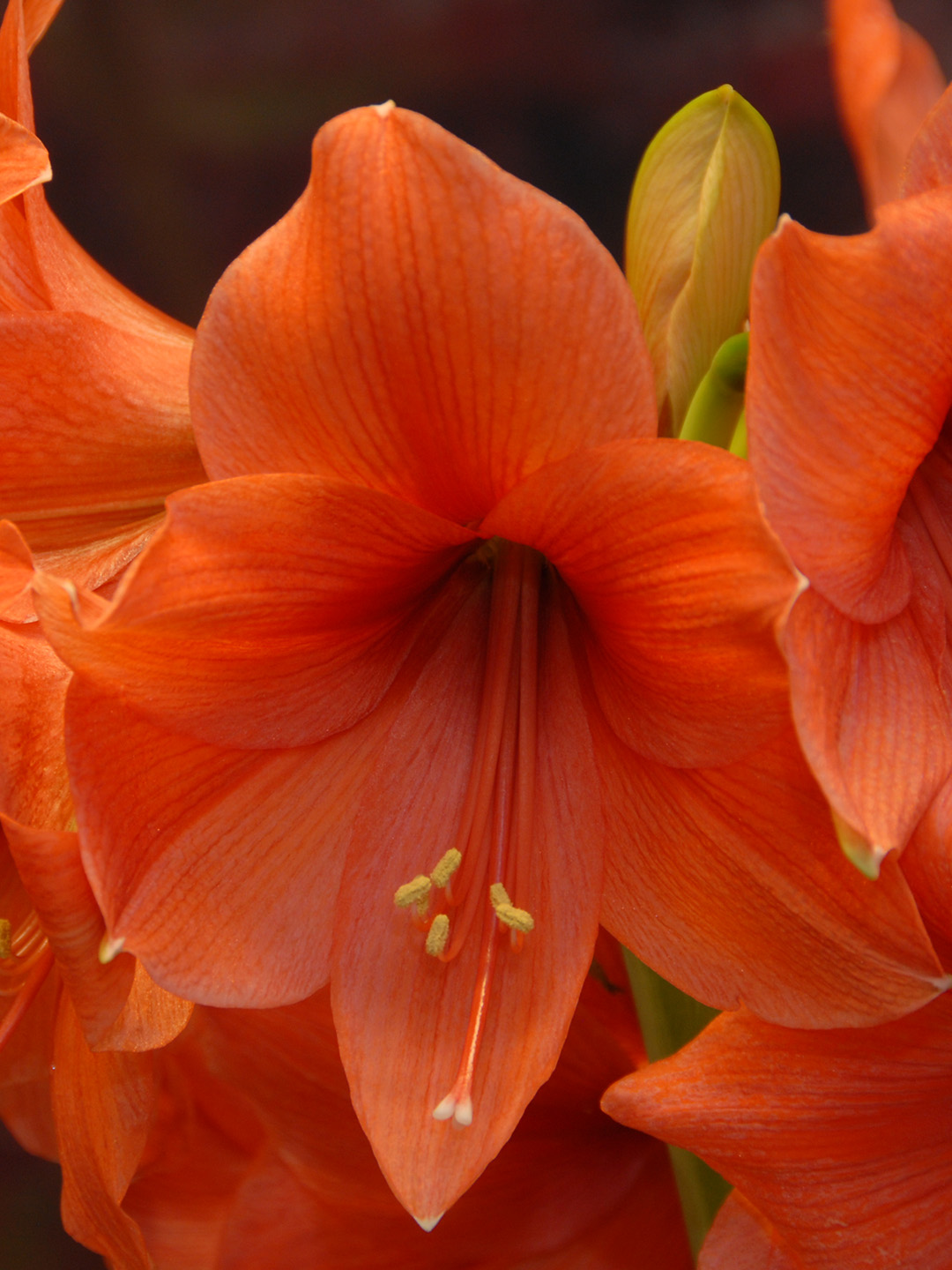 Amaryllis Desire