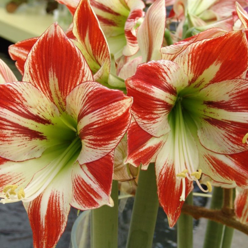 Amaryllis XL Ambiance