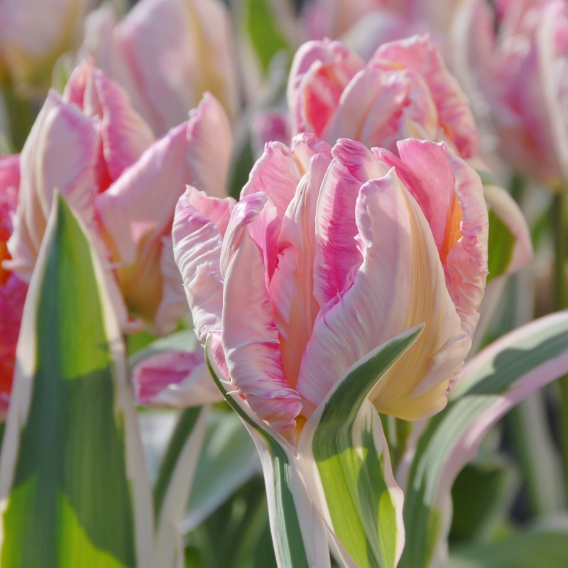 Tulpe Elsenburg